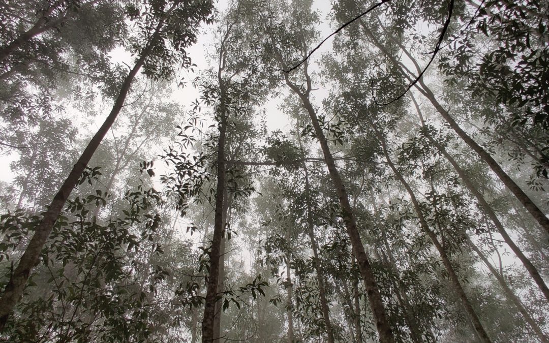 Cortar árboles del vecino no sale gratis: Corte Suprema confirma indemnización de $3 millones por tala de eucaliptus en Santo Domingo