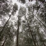 Cortar árboles del vecino no sale gratis: Corte Suprema confirma indemnización de $3 millones por tala de eucaliptus en Santo Domingo