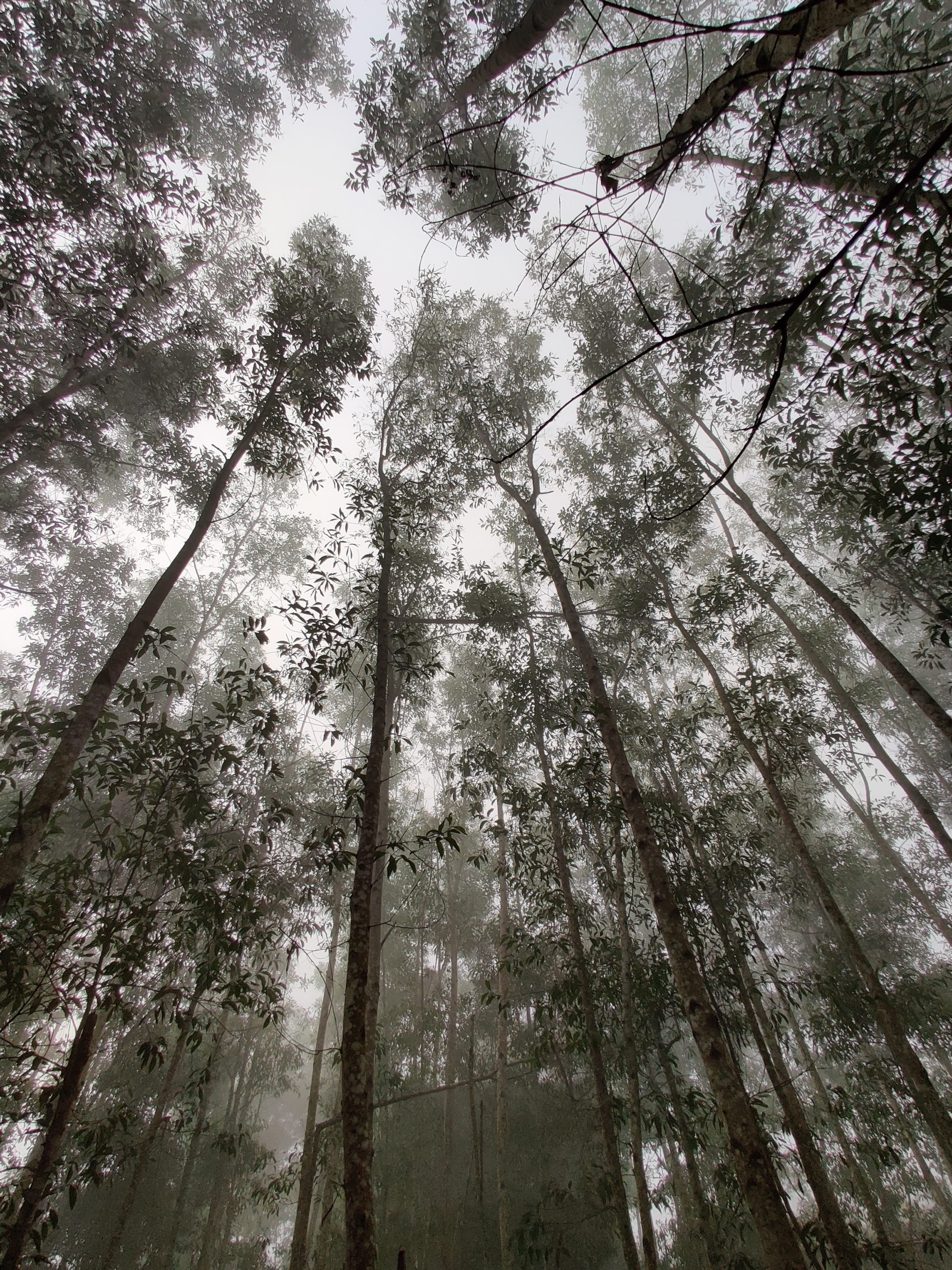 Cortar árboles del vecino no sale gratis: Corte Suprema confirma  indemnización de $3 millones por tala de eucaliptus en Santo Domingo -  EnEstrado.com
