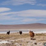 Contraloría: no es necesaria consulta indígena para actualizar zona de interés turístico del sector de “Pica-Salar de Huasco”