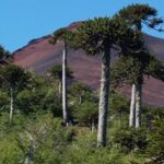Contraloría acreditó que Conaf cortó 51 araucarias en el Parque Nacional Nahuelbuta y remite los antecedentes al Consejo de Defensa del Estado