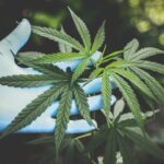 Fue absuelto de tráfico de estupefacientes: tribunal declara culpable de cultivo y cosecha no autorizada de cannabis a hombre que poseía plantas para fines medicinales