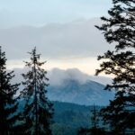 Tribunal de alzada de Coyhaique confirma que dueña de predio deberá pagar multa y reforestar tras tala de 367 árboles de bosque nativo sin autorización