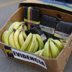 Sexto TOP de Santiago condena a presidio efectivo a autores de tráfico de droga en cargamento de plátanos
